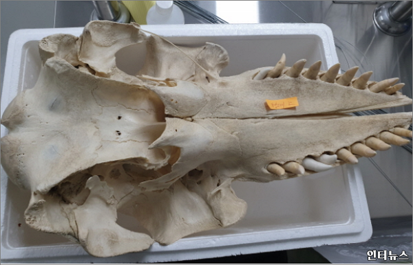 흑범고래두개골표본.png