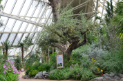 국립생태원, 300년 넘은 올리브나무 첫 개화