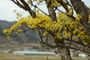 봄의 전령, 노란 산수유 꽃이 활짝 피었습니다.