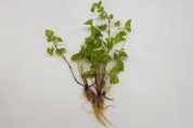 콩제비꽃 추출물, 모발 성장 및 탈모 억제에 효과 보여