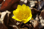 국립공원 봄꽃…복수초 시작으로 작년보다 보름 빨라