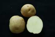 맛있는 감자전? ‘추백’감자로 만들어 보세요~