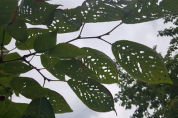 [환경부]벚나무류 식물병, 친환경 미생물 방제 기술로 잡는다
