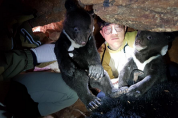 반달가슴곰 인공수정 연속 성공, 야생에서도 새끼 태어나