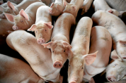아프리카돼지열병 예방, 남은음식물 돼지에 직접 급여 금지