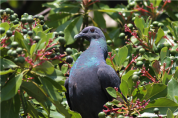 [환경부] 울릉도 여름철새 멸종위기종 흑비둘기, 일본에서 겨울 난다