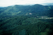 산림청, 아열대 산림보호로 탄소배출권도 확보 ‘일석이조’ 노린다