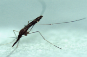경기도 파주지역 말라리아 원충에 감염된 얼룩날개모기 올해 첫 확인!