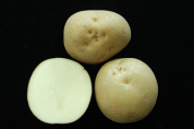감자칩 만들기 좋은 ‘새봉’ 품종 씨감자 8톤 공급