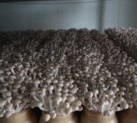 수확량 증대, 느티만가닥버섯 재배용 적합배지 개발